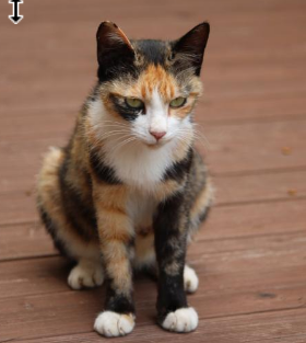 반려동물 장례준비