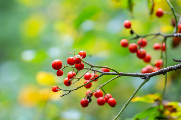 마가목 열매 효능