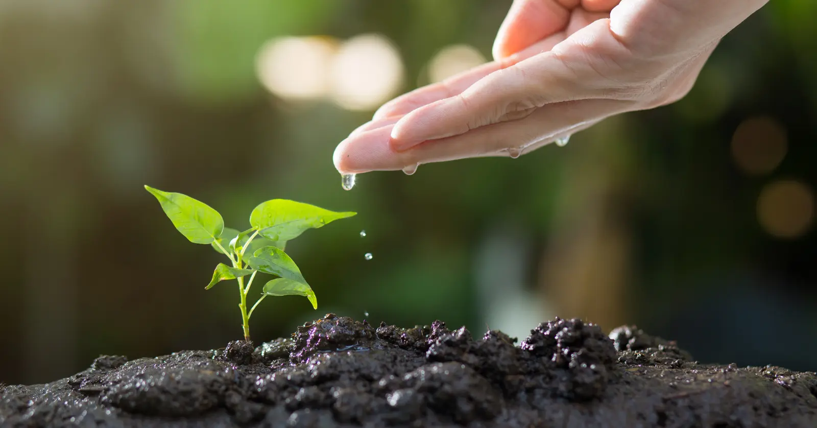 사진으로 식물이름찾기