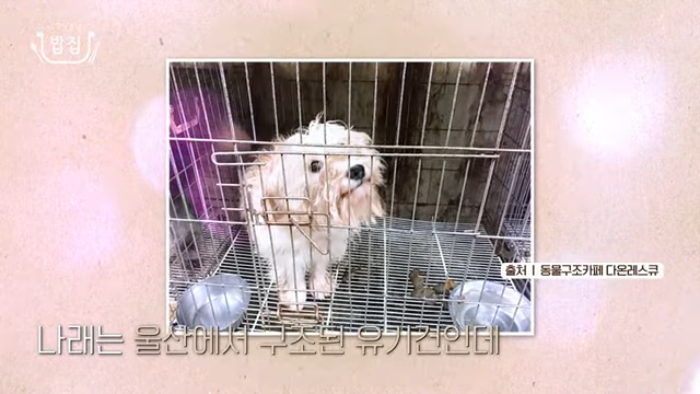 나래-반려견-유기견-윤석열-김건희