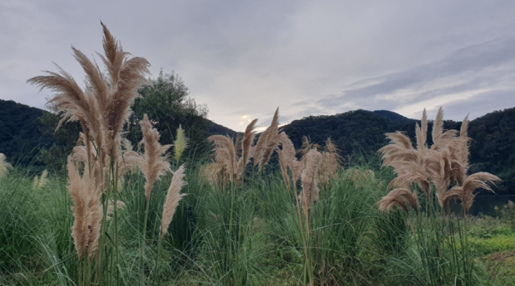 자라섬 꽃 페스타