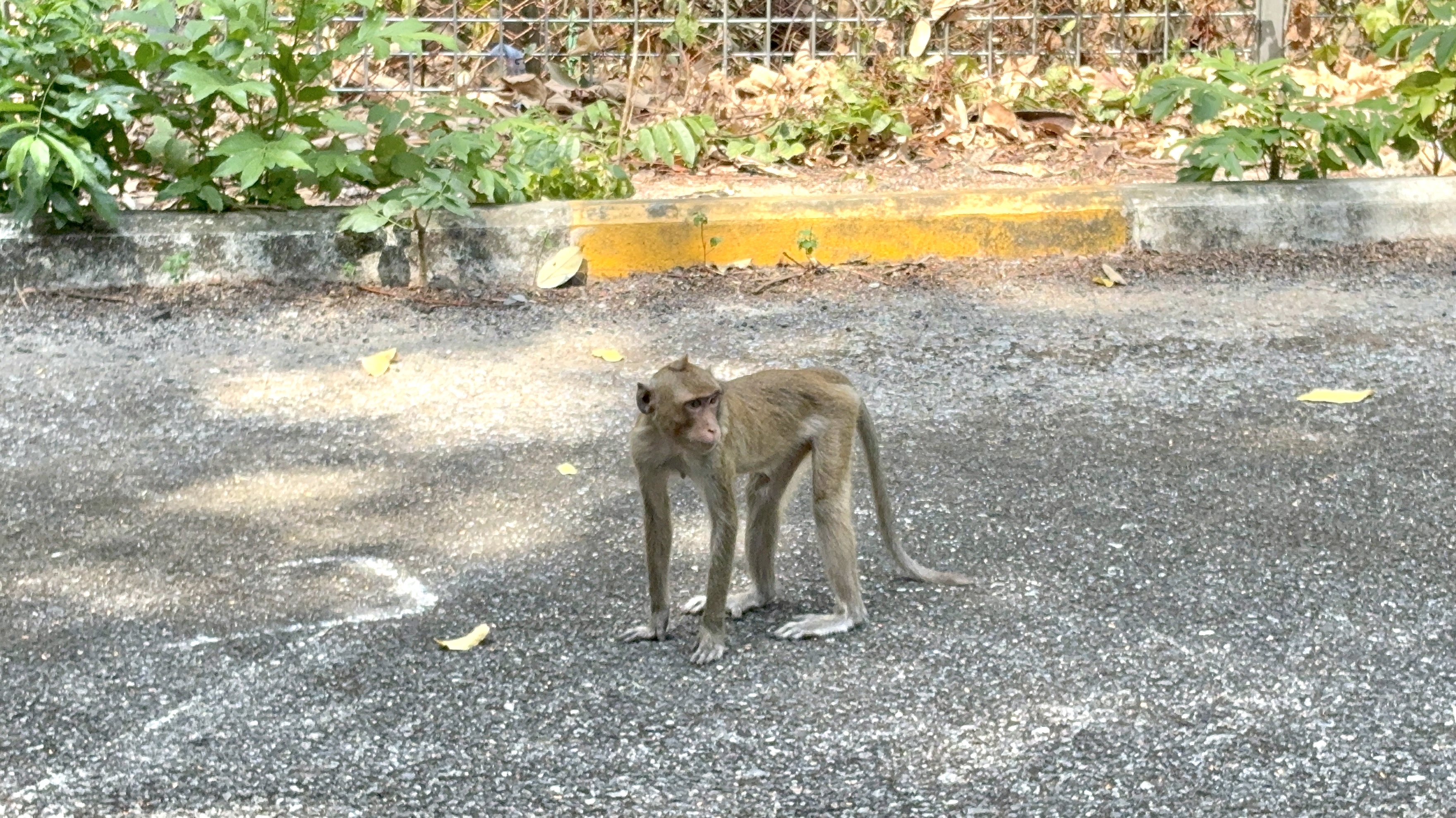 카오키여우 오픈주 원숭이
