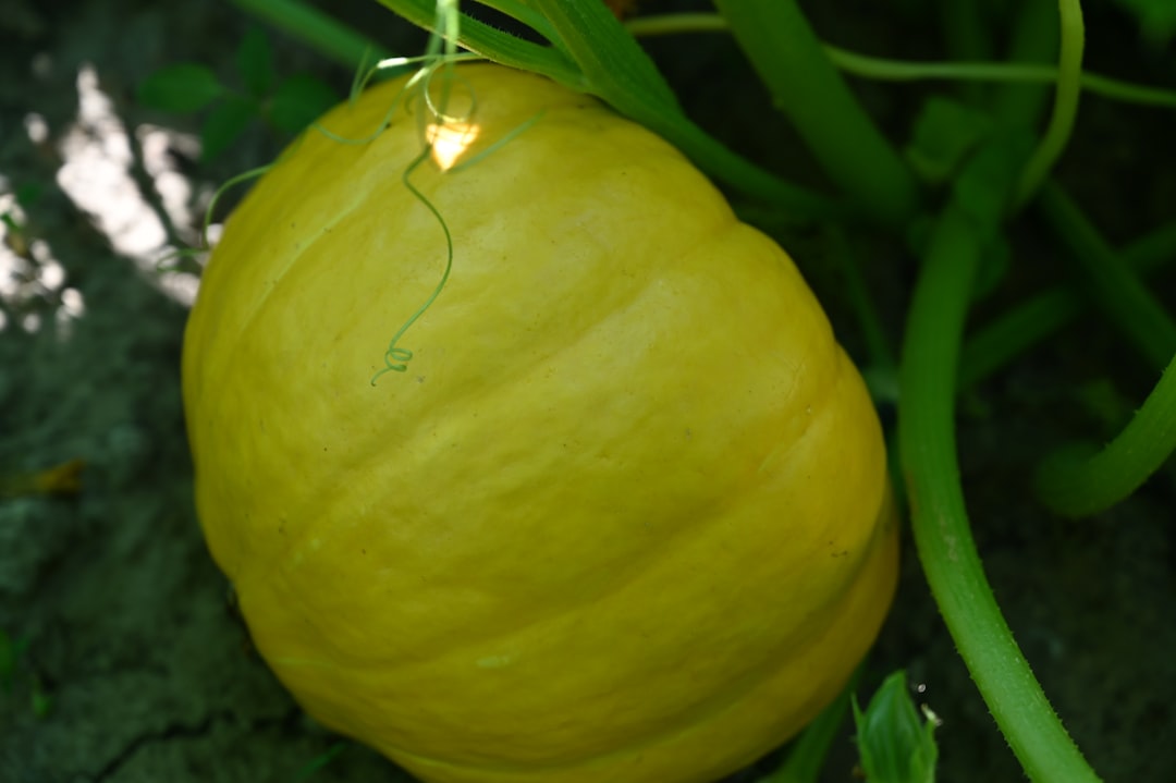 Onion Juice