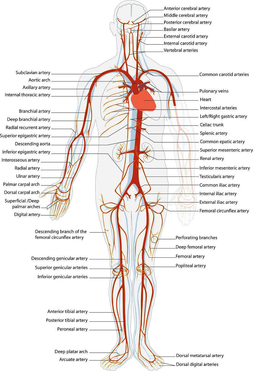 혈액순환 관련 이미지