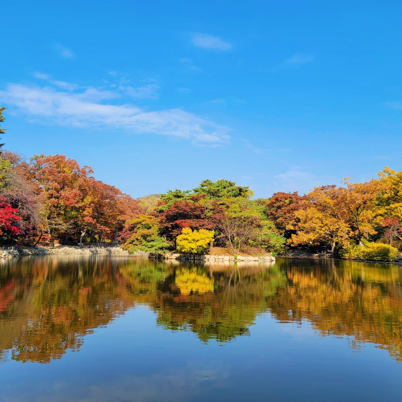수면위에 비친 창경궁 내 춘당지의 모습