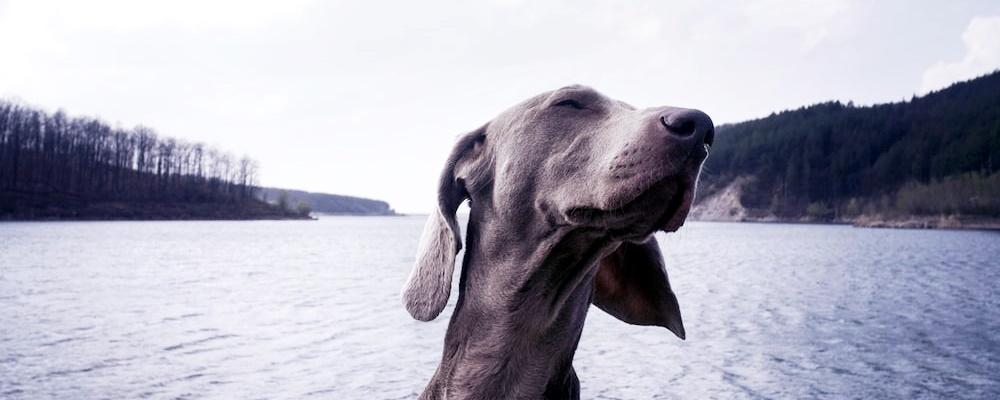 강아지 초콜릿 먹었을 때 대처방법 3