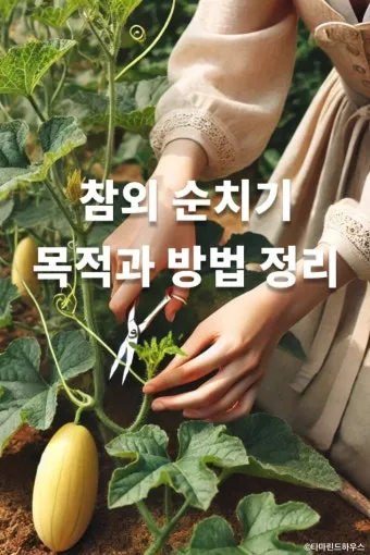 참외 순치기 순지르기 방법과 그림으로 쉽게 정리_22