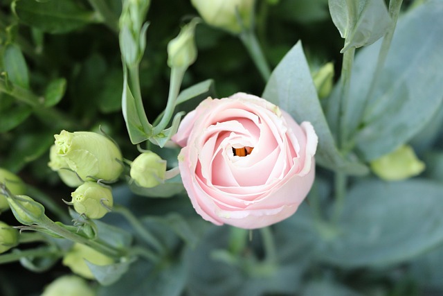 리시안셔스 키우기