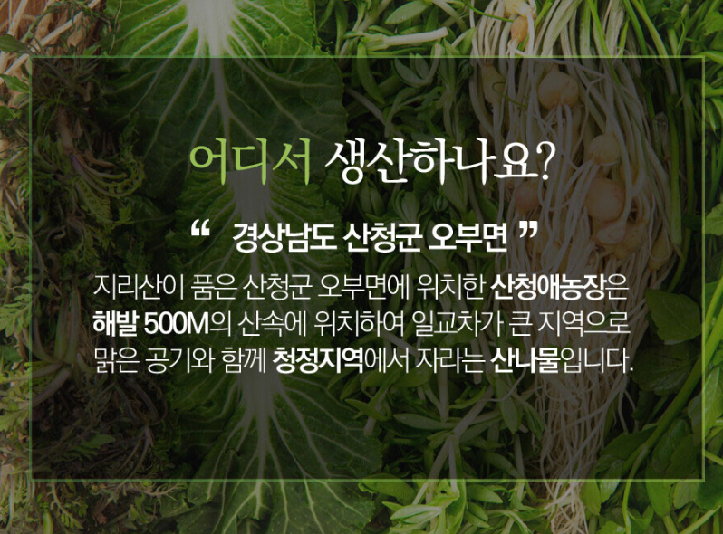 경남 산청 산나물 &lsquo;눈개승마&rsquo; 구매처