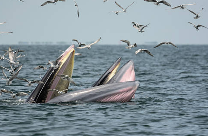 고래의 부모와 자식의 꿈
