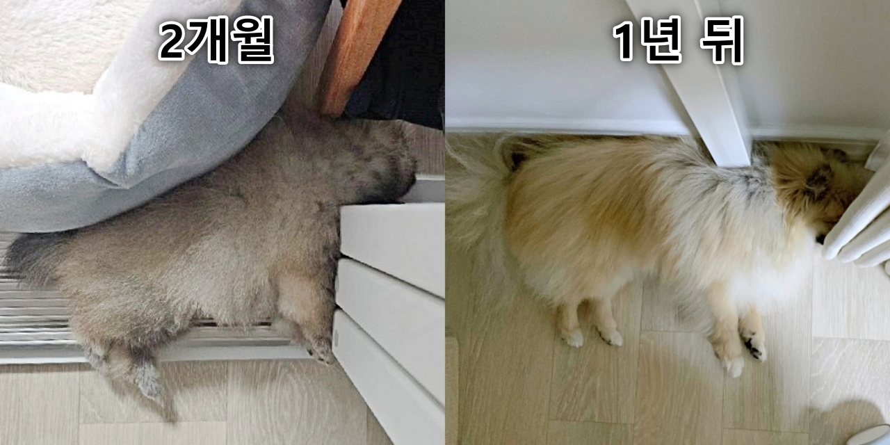 강아지의 똑같은 잠버릇