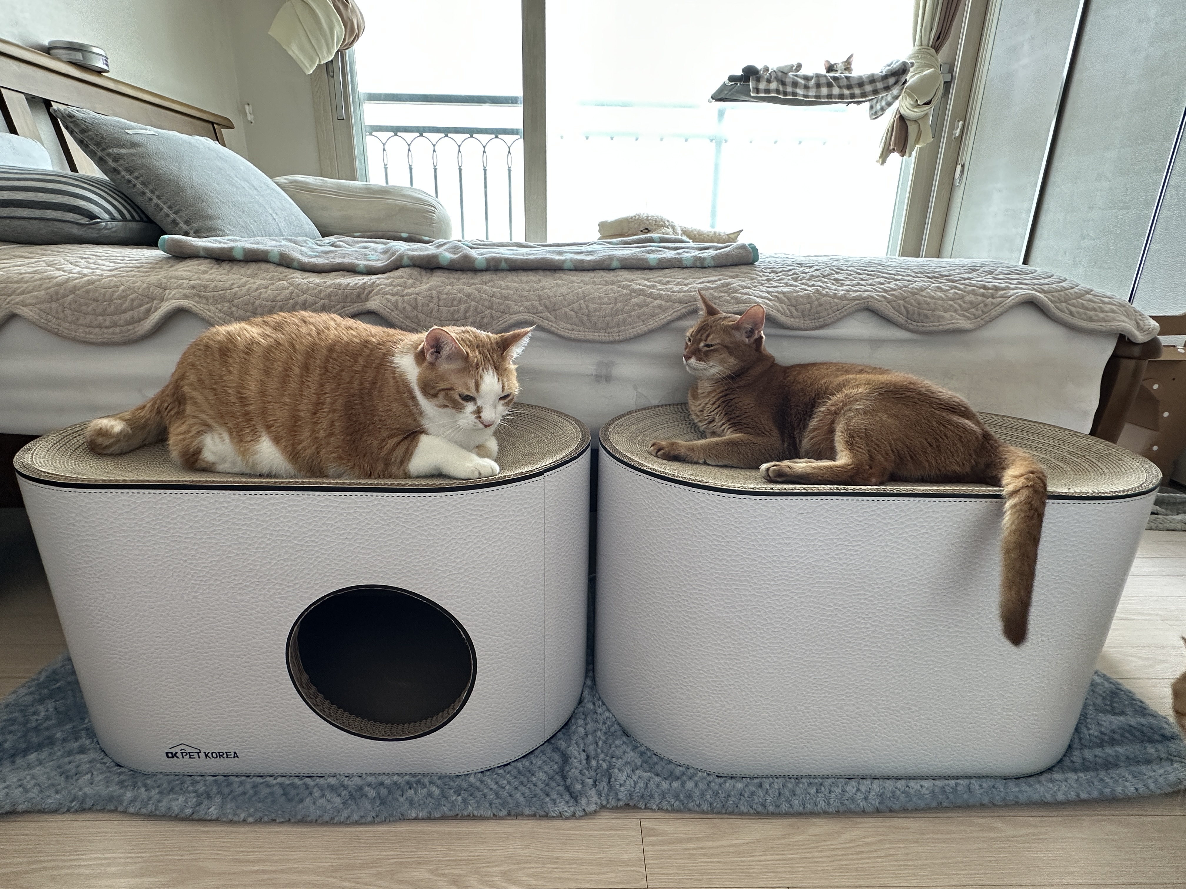 새_스크래쳐_위에_올라가_있는_호야와_루나