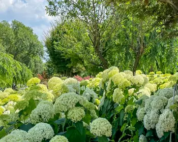 공주 수국축제 유구색동 수국 정원 꽃축제_14
