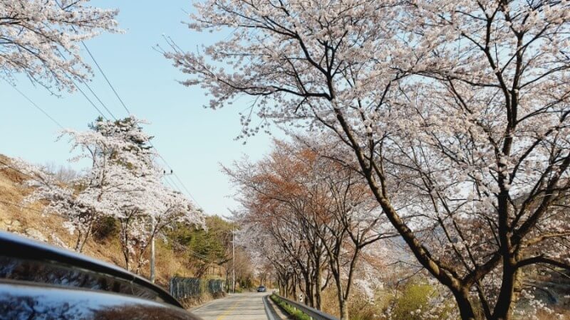 2024 숨은 벚꽃명소 / 수도권 벗꽃명소 벚꽃여행