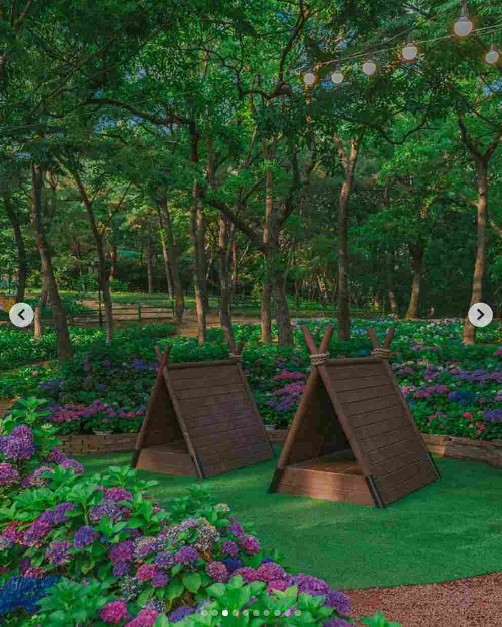 이월드 수국 포레스트 가든