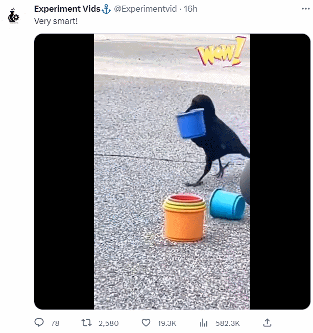[Shorts] 과학자들은 할 수 없는 것 ㅣ 똑똑한 새 Smart Bird