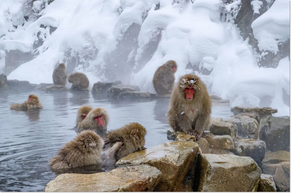 나가노 지고쿠다니 원숭이 온천