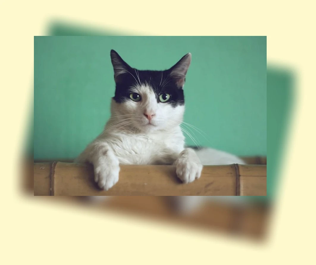 고양이 고혈압 관리_3_subsection