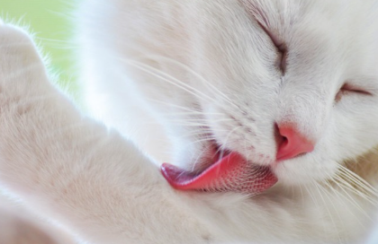 털을 기르는 고양이.