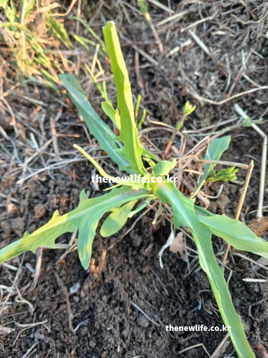 고들빼기 효능 간 기능 회복 치코릭산