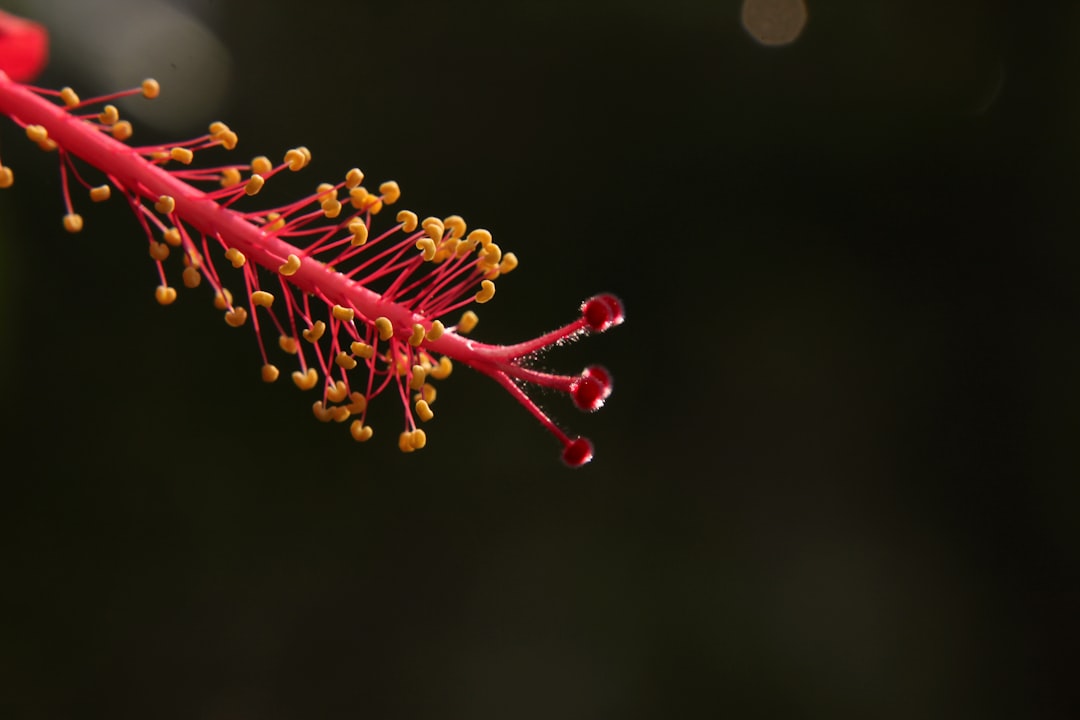 Serotonin