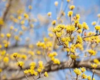 구례 산수유축제_9