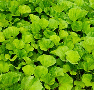 아욱국 아욱된장국 건새우와궁합 건강식 채소요리 집밥 레시피 국물요리 한식 요리법 