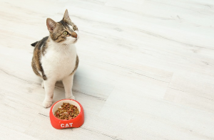 위를 올려다보는 고양이