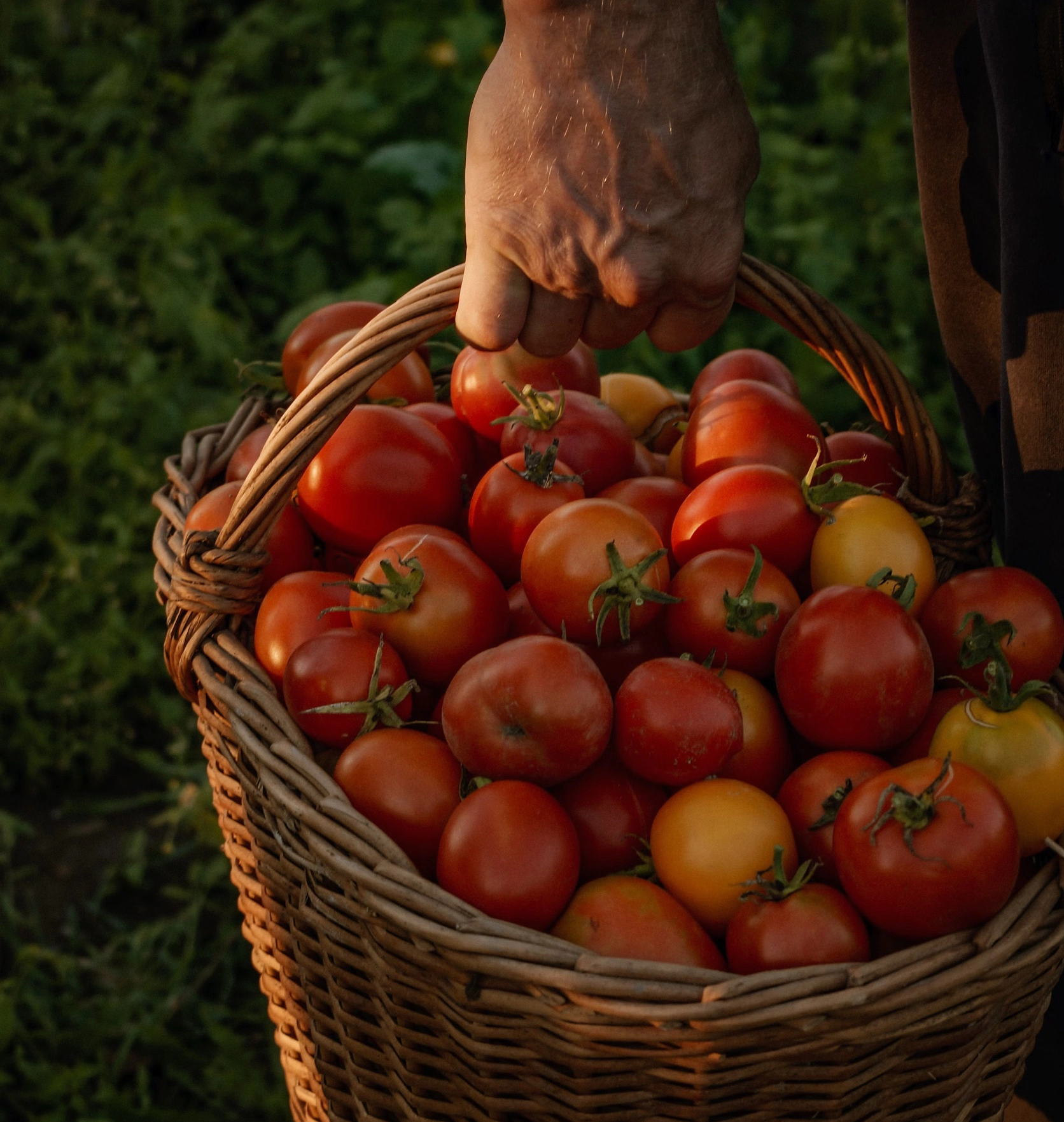 대저토마토 보관