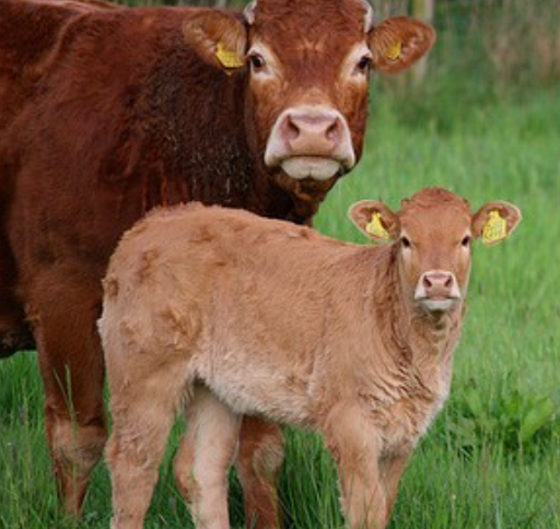 갑진년-띠별운세