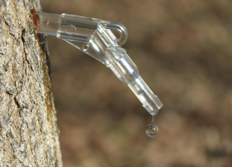 고로쇠물 효능 먹는 방법 보관 방법 총정리!