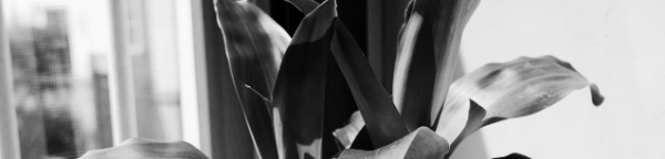 행운목 키우기 장소