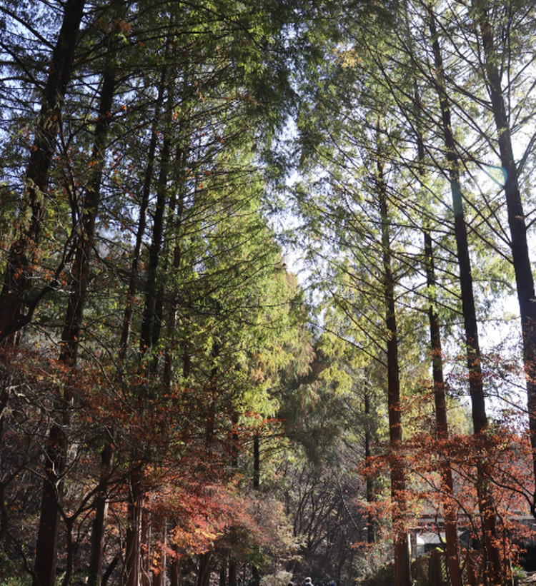 장태산 자연휴양림