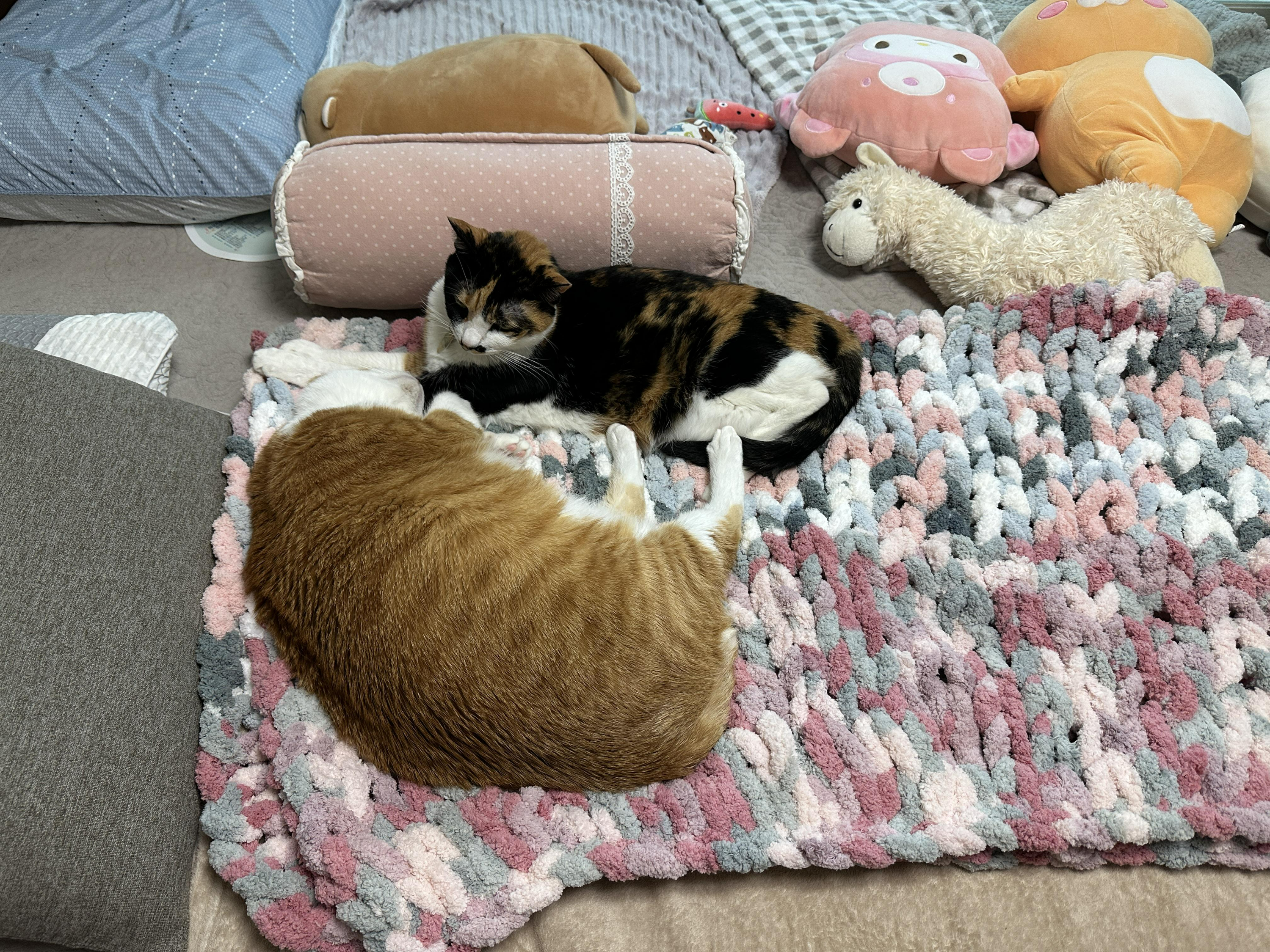 청키수면사로_만든_담요_위에_있는_호야랑_다다_커플