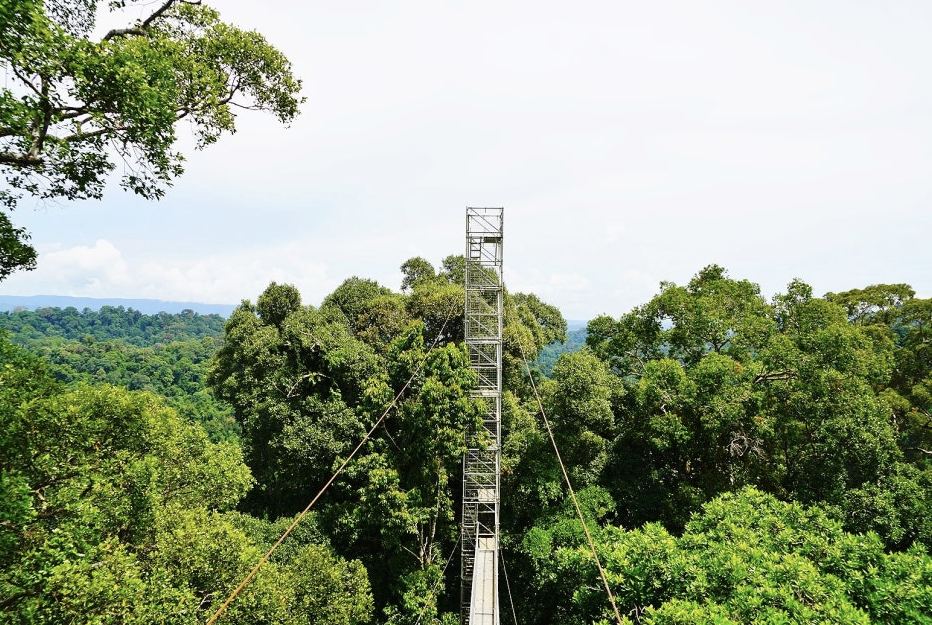 템부롱 국립공원 철탑 정상 이미지