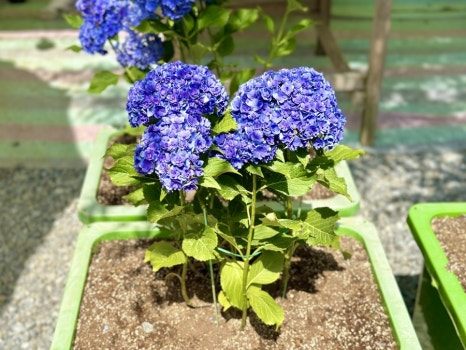 유구색동수국정원 수국축제