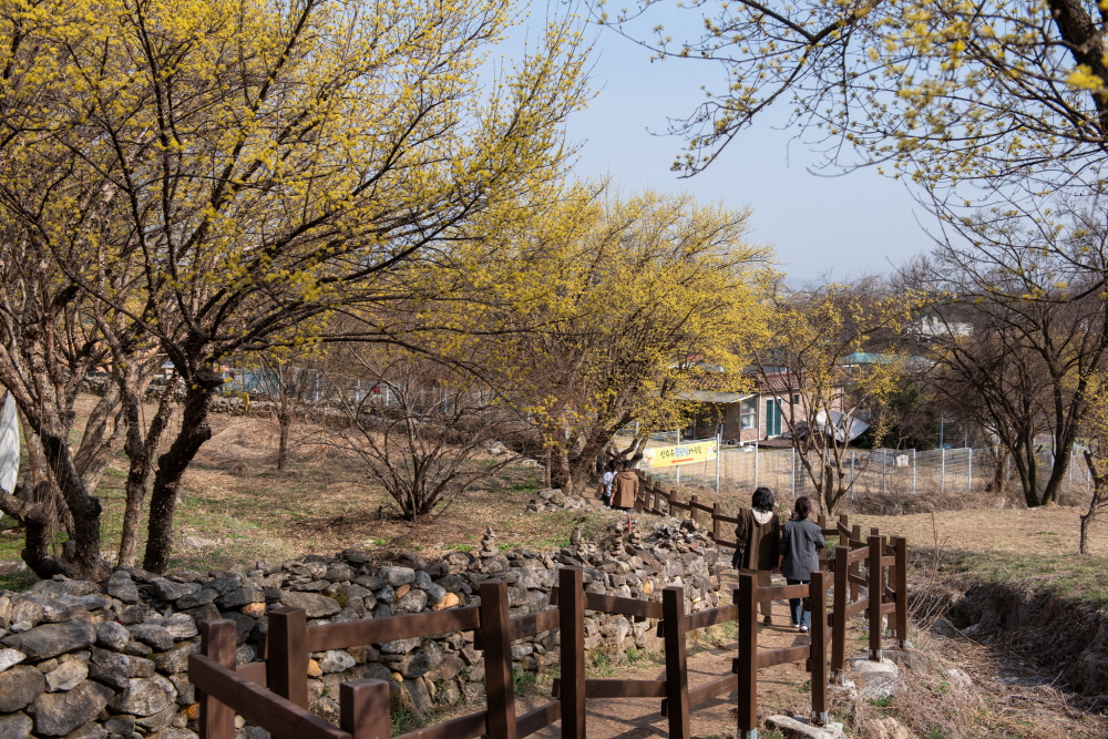 제26회 이천백사산수유꽃축제 일정 & 프로그램 안내/ 주차 안내