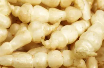 초석잠 효능과 영양성분, 주의점