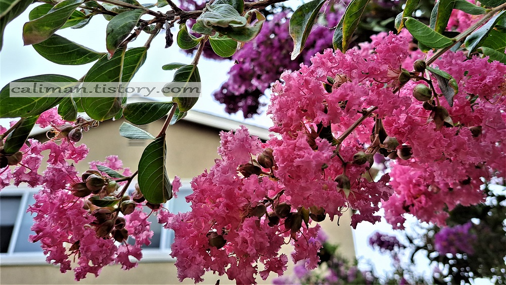 나무(木) 백일홍(Crape Myrtle)