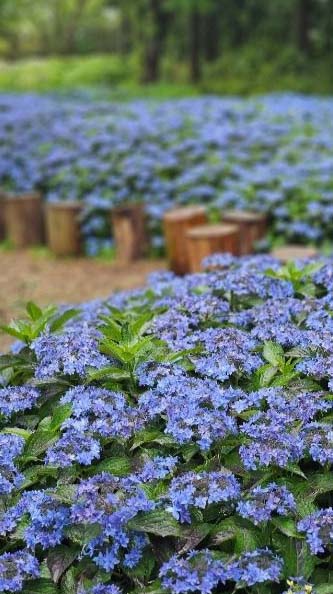 2025 보롬왓 수국정원 축제