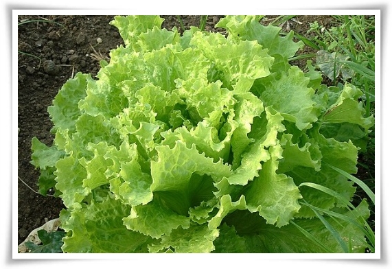 텃밭관리 &quot;3월에 심기 좋은 작물&quot; 감자 당근 상추 시금치 대파 비트 완두콩 ...