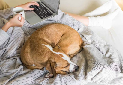 주인에게 달라붙다.