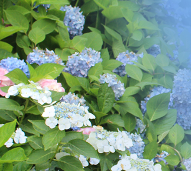 태안 튤립 축제 기간