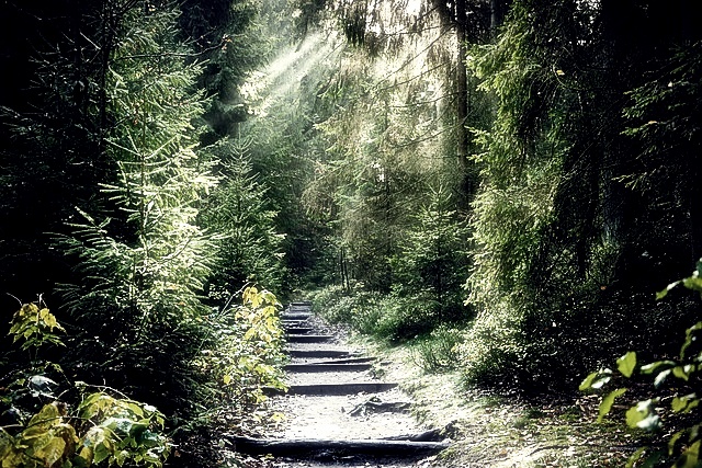 국립자연휴양림 예약