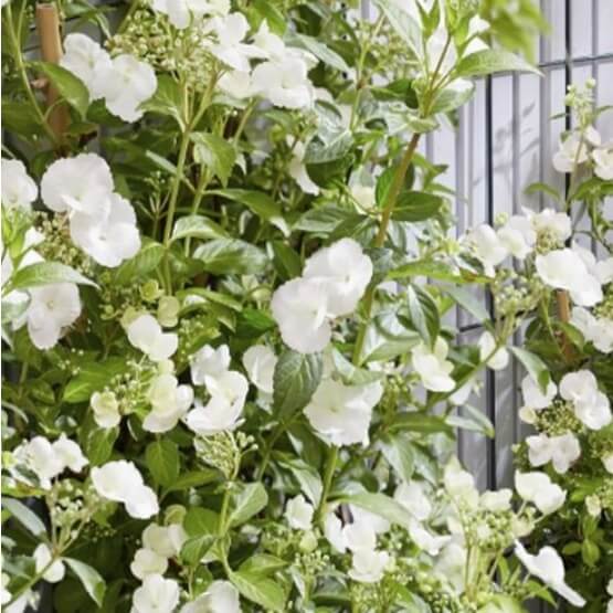 Runaway Bride 목수국