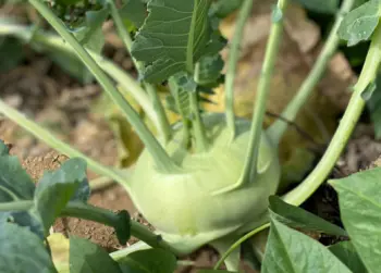 콜라비 효능 및 영양성분&amp;#44; 가격과 먹는법