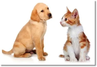 개 고양이 트라조돈 약물 사용 가이드와 주의사항 정리_6