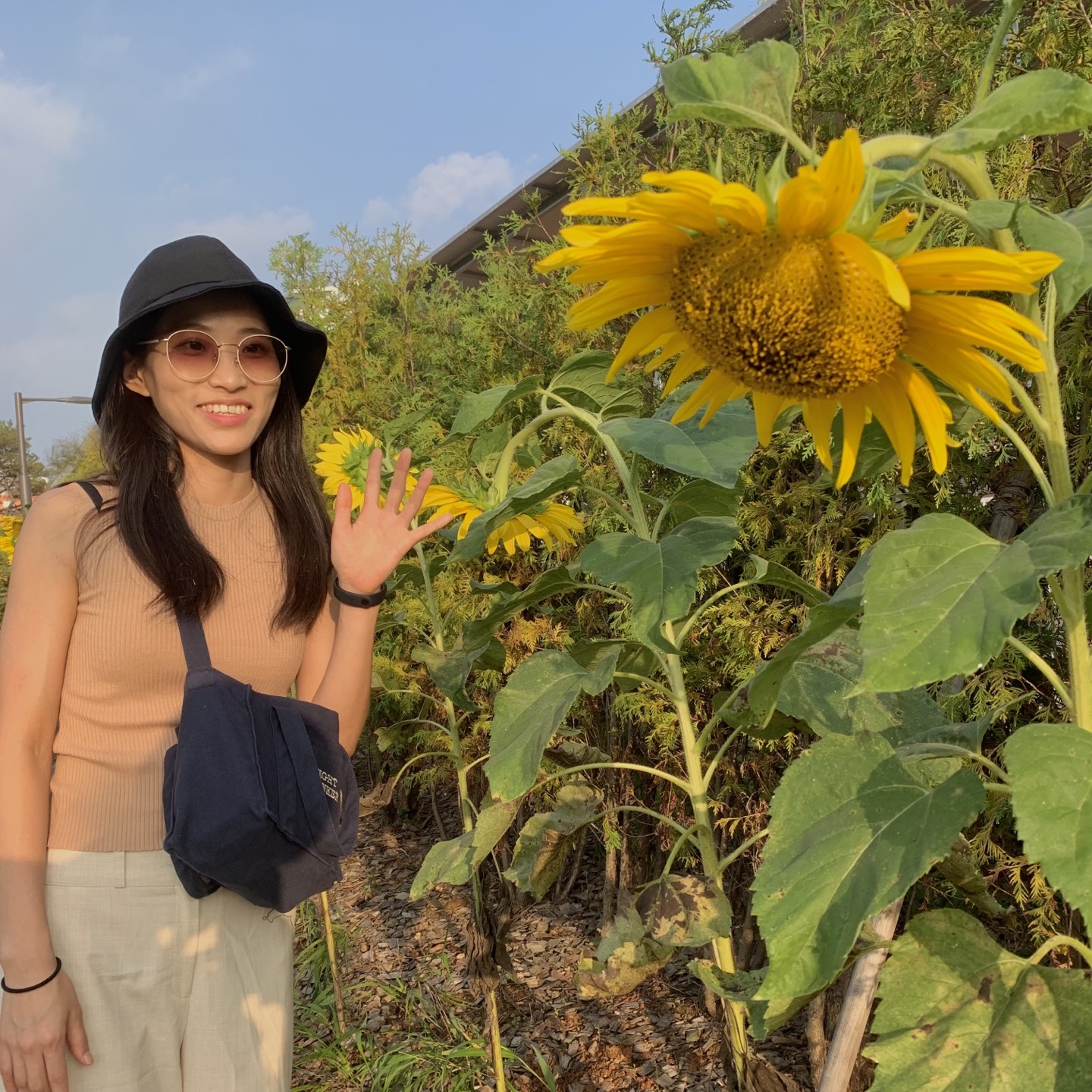 일월수목원 해바라기 포토존