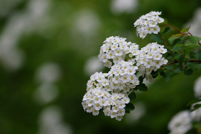 조팝나무와 이팝나무