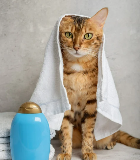 고양이 각질 원인 8가지 증상 및 치료 관리법 (ft. 비듬)